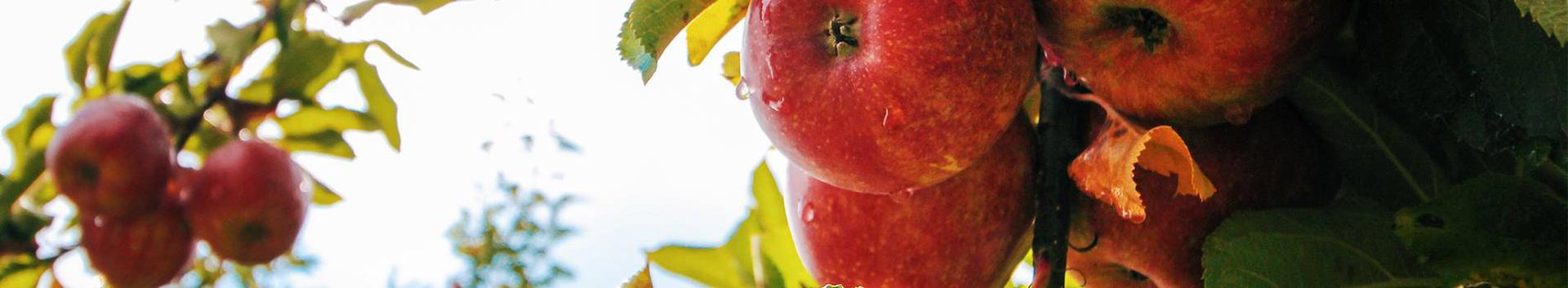 Nordestland OÜ loodi 2013. aastal. Nordestland OÜ on peamiselt põllumajandusega tegelev ettevõte. Tooteks on Eestis mahekasvatatud kirsid, õunad ja seened....