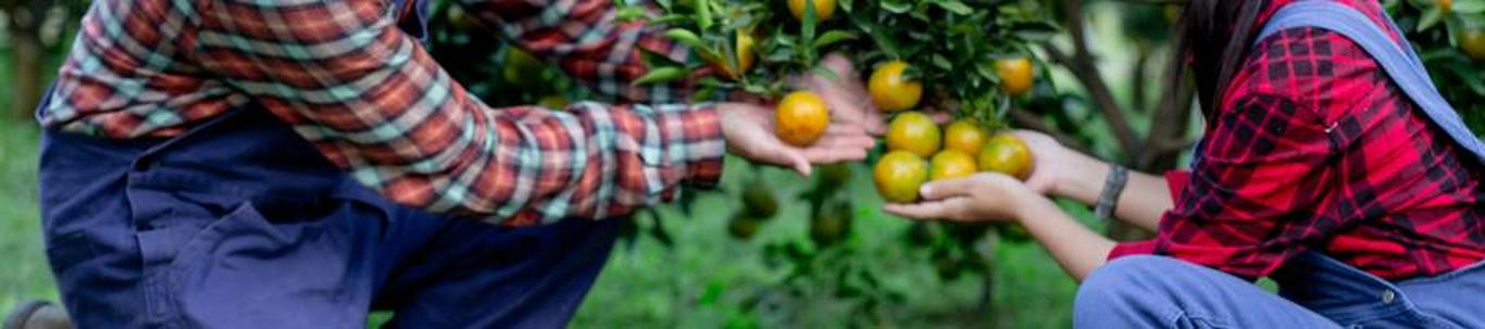 OÜ Maigold Grupp on asutatud 2005.a. Ettevõtte peamised tegevusalad on taimede paljundamine ja õunakasvatus. 2022. a müügitulu oli 39 360 eurot ja müügikäibest 82% moodustas omatoodetud põllumajandussaaduste müük. ...