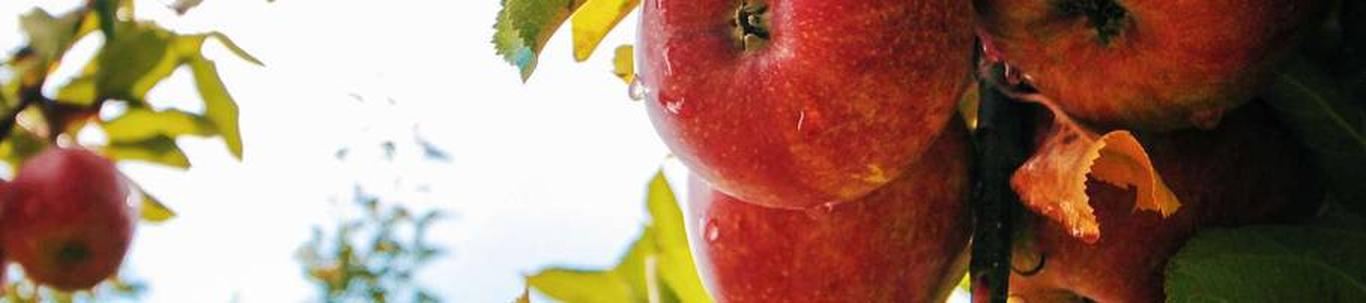 Nordestland OÜ loodi 2013. aastal. Nordestland OÜ on peamiselt põllumajandusega tegelev ettevõte. Tooteks on Eestis mahekasvatatud kirsid, õunad ja seened. Nordestland OÜ juhatus on üheliikmeline. Juhatusele tasusid ...