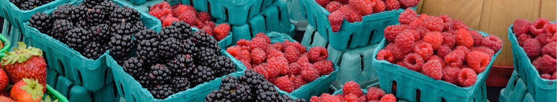 Oleme alustanud 2021/2022 maasika frigotaimede müügi hooaega. Lisandunud on mitmeid huvitavaid ja uusi sorte.