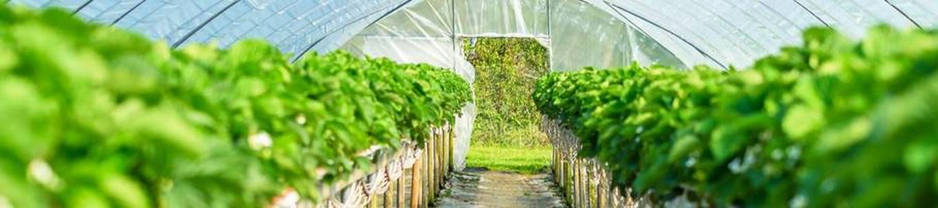 OÜ Bets&Mats on asutatud 15.09.2016. Ettevõtte põhitegevus on marjakasvatus (maasikad) ja muude aia- ning põllusaaduste kasvatamine ning turustamine. Tegevus o
