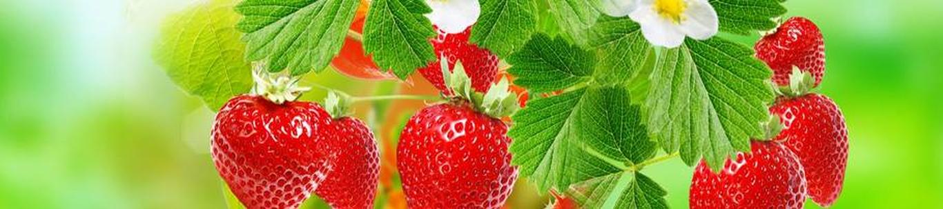 2021. aastal oli Helme Maasikakasvatuse OÜ-l käive 261 544 eurot. Aruandeaasta lõppes kasumiga 28 384 Aruandeaasta oli ülikeeruline nii ilmastiku, kui ka tööjõ