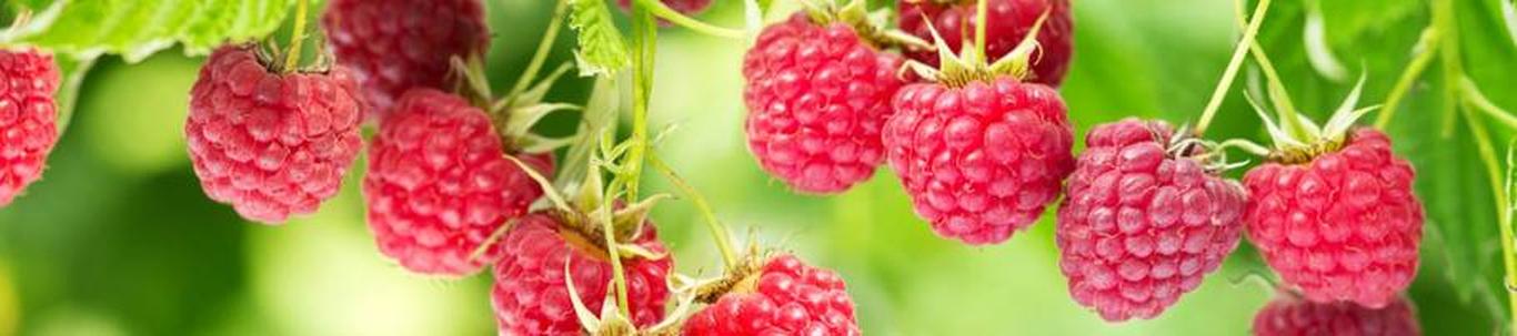 Otsa Talu kodutoode Osaühing on asutatud 27.02.2013 aastal. Osaühingu põhitegevusalaks on maasikate kasvatamine ja müük. Maasikaistandiku rajamisel tuleb ettev