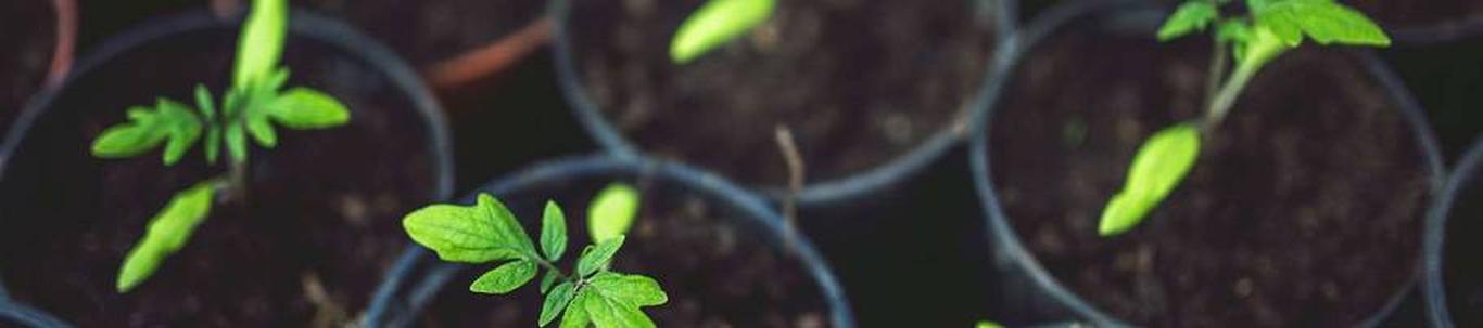 Viherkettu OÜ loodi 2019. aastal taimede kasvatamise ja paljundamise eesmärgiga. Esimestel tegevusaastatel tehti investeeringuid. 2022. aastal müügitehinguid ei toimunud. 2023. aastal otsitakse uusi kliente ja
