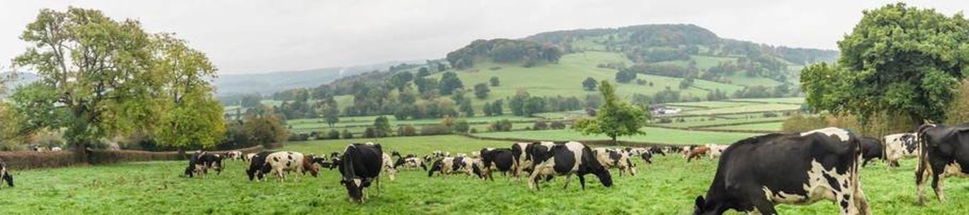 OÜ Uuetoa piim põhitegevusalaks on piimakarjakasvatus (0141). 2022.a. oli OÜ Uuetoa piim keskmine lehmade arv 147 pead ja müüdud piima kogus 1230 t. 2022.aastal oli ettevõtte müügitulu kokku 700 tuhat eurot. OÜ Uuetoa ...