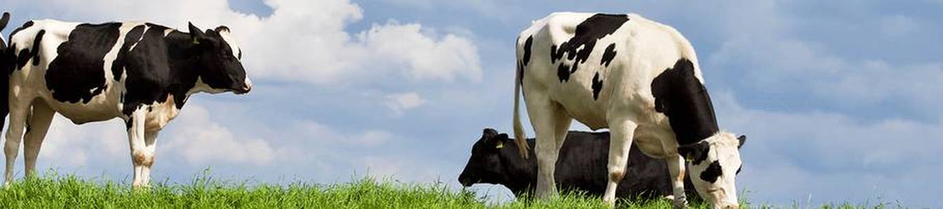 PAKAR AS valdkond on piimakarjakasvatus. Samas valdkonnas (EMTAK 01411) on tegutsevaid ettevõtteid 2023 aasta seisuga kokku 465 tükki, kes annavad tööd kokku 35