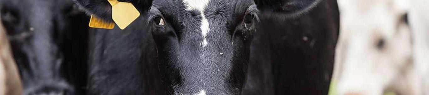 OÜ Karja põhitegevusalaks on loomakasvatussaaduste tootmine ja turustamine Eestis. Aruandeaastal kujunes müügituluks 1 505 921 eurot. 2021. aastaga võrreldes suurenes müügitulu piima müügist, loomakasvatussaaduste ...