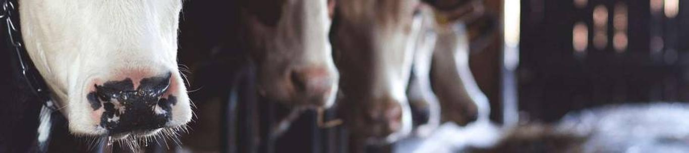 Osaühing Vändra Vara tegutseb Eesti Vabariigi seaduste, majandusühingute tegevust reguleerivate õigusaktide, kinnitatud põhikirja ja asutamislepingu alusel. Põhitegevusalaks on piimakarjakasvatus. Loomade ülalpidamisteenust ...