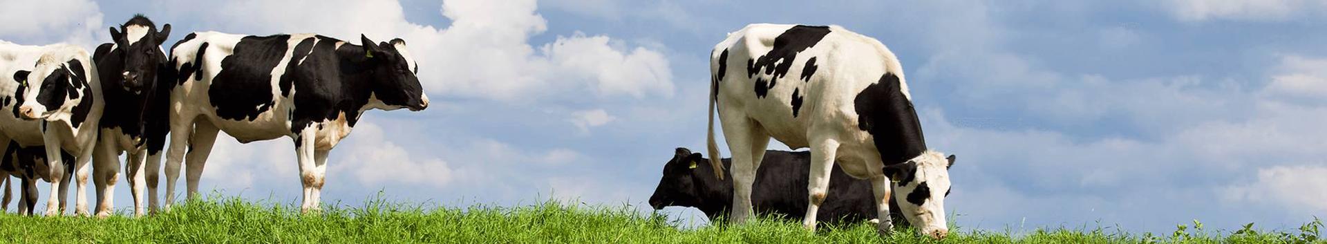 piimatööstus, piima ja piimatoodete tootmine, toiduainetetööstus, piimakarjakasvatus