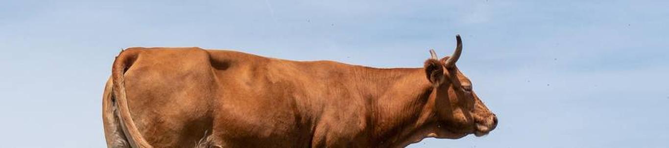 OÜ Luige Farmer põhitegevusalaks on piimakarjakasvatus. Põhikarja veiseid on 72. Koos noorkarjaga on karja suuruseks ligi 133 veist. Piimatoodang lehma kohta oli üle 12 000 kg. Haritavat maad loomasööda varumiseks oli ...