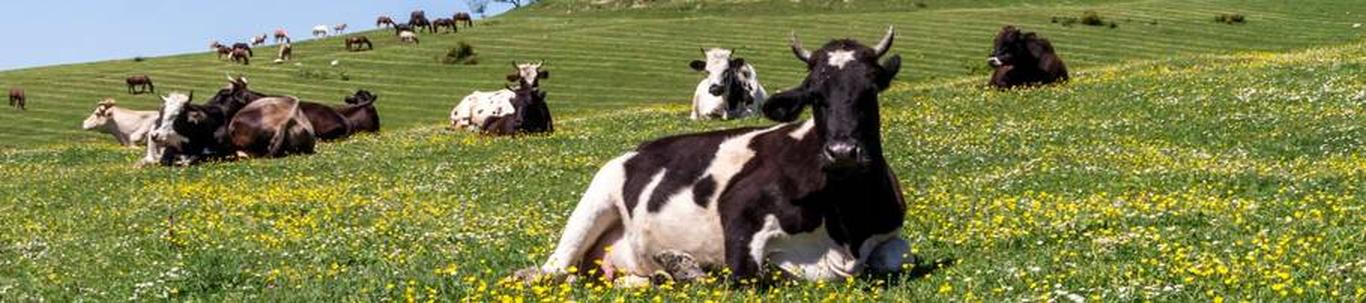 Põllumajandusühistu Ranna Agro moodustati 01. aprillil 1993.a. põllumajandusreformi käigus Pöide sovhoosi õigusjärglasena. Põhitegevusalaks on piimakarjakasvatu