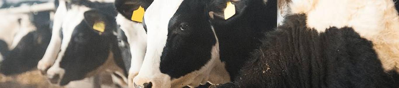 OÜ Lepiku Farm kanti äriregistrisse 14.detsembril 1998.aastal. Ettevõtte peamiseks tegevusalaks on piimakarjakasvatus ja toorpiima tootmine. 2015. aastast lisandus veterinaarteenuse pakkumine teenuse soovijatele.