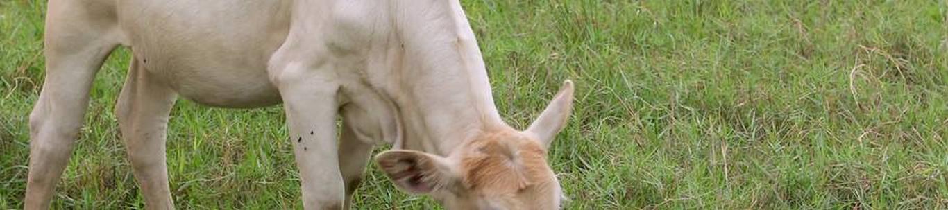 OÜ Kuivajõe Farmer tegeleb põllumajandusliku tootmisega alates aastast 1993. Põhitegevusaladeks on piima ja veiseliha tootmine ning tõuveisekasvatus. Kõrval ka viljakasvatus ja rohumaaviljelus. Müügitulu 2022.a.oli ...