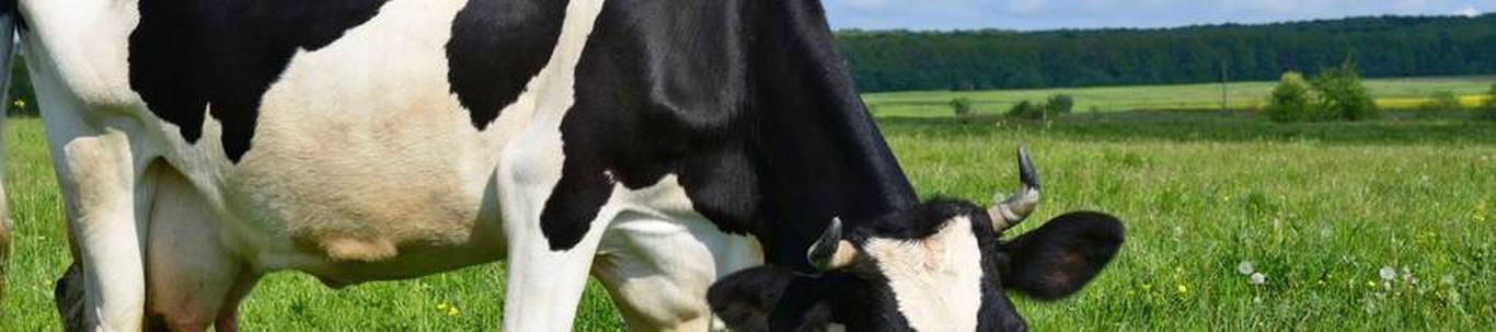 Osaühing tegutseb alates 2004. aastast. Ettevõtte peamiseks tegevusalaks on piimakarja kasvatamine - piima tootmine. Sündinud pullvasikad kasvatatakse üles ning müüakse, lehmvasikad müüakse ja/või kasvatatakse lehmadeks. ...
