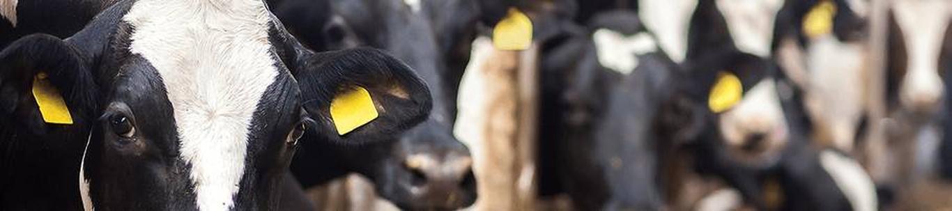 Osaühing Orgita Põld alustas majandustegevust 01.03.1992.aastal. Ettevõtte põhitegevusaladeks on teravilja- ja rapsikasvatus, piimatootmine ja põllumajanduslike teenuste osutamine. Piimatoodang lehma kohta oli 2022.aastal ...