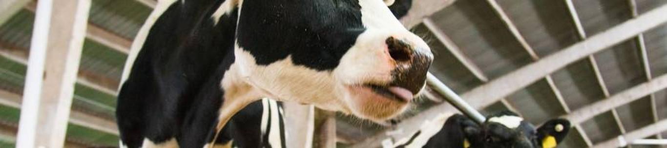 AT & MK OÜ põhitegevuseks on piimakarjakasvatus (EMTAK kood 01411). 2022.a. lõpus oli kokku 370 looma. Müügitulu oli 1 068 444 eurot, millest piima realiseerim