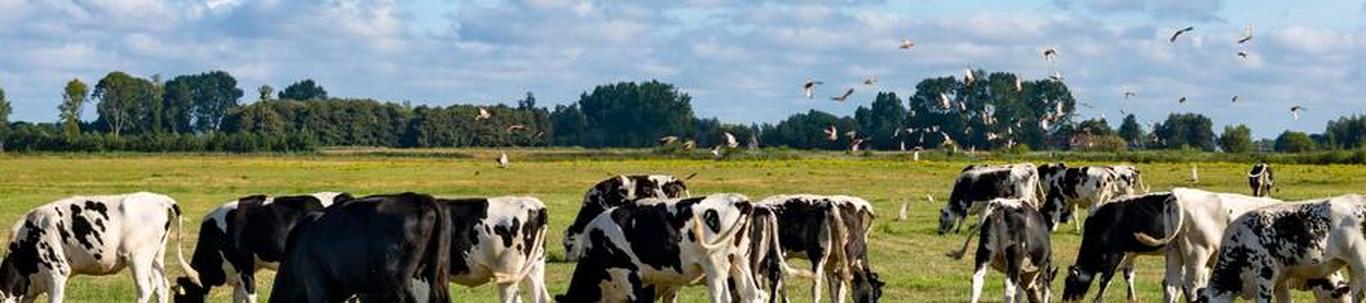 TegevusaruanneSissejuhatus Alates 2011 aastast on põhitegevuseks lihaveiste kasvatus . Tulud, kulud ja kasum 2022. aastal oli OÜ Rahkla Farm müügitulu 111 853 eurot. Müügitulust moodustas 96,1% loomade müük, 3,0% renditulu ...