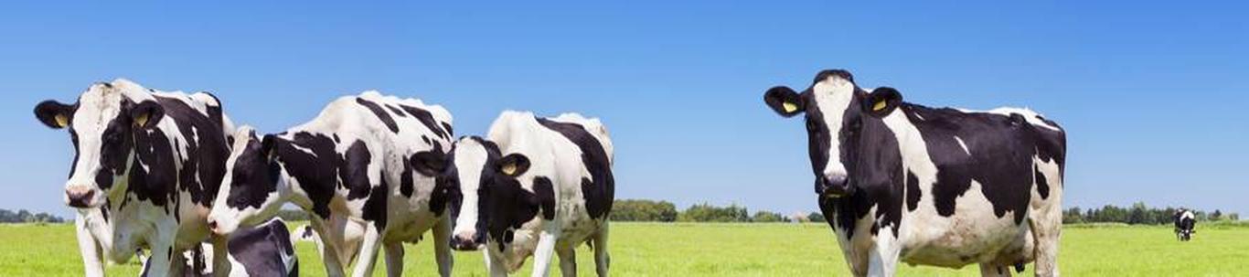 Õnne Lihaloom OÜ on asutatud oktoobris 2014.aastal. Majandusaasta peamise tegevusala moodustas lihaveisekasvatus, loomade müük moodustas müügitulust 100 %. Aruandeperioodi müügikäive moodustas 30 452 eurot. Kogu tegevus ...