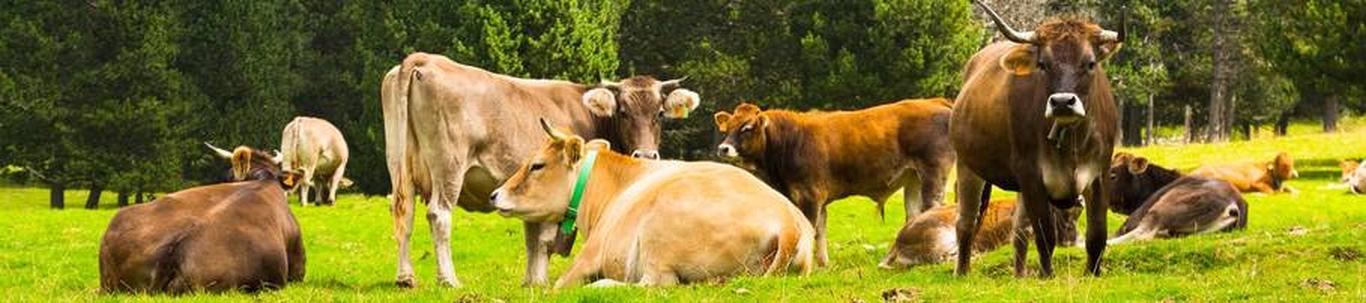 Makolec osaühing on ettevõte, mis tegeleb põllumajandussaaduste tootmise ja realiseerimisega Eesti Vabariigis. Ettevõte loodi noorveiste üleskasvatamise eesmärgil. Soetatakse lehmvasikaid vanuses 2 kuud ja realiseeritakse ...