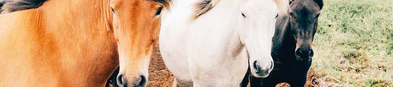 MTÜ Paemurru Tall loodi 18.12.2020. MTÜ põhitegevus oli aruande perioodil seotud hobusekasvatusega ning hobuste ja kõige nendega seonduva tutvustamisega (eelkõi