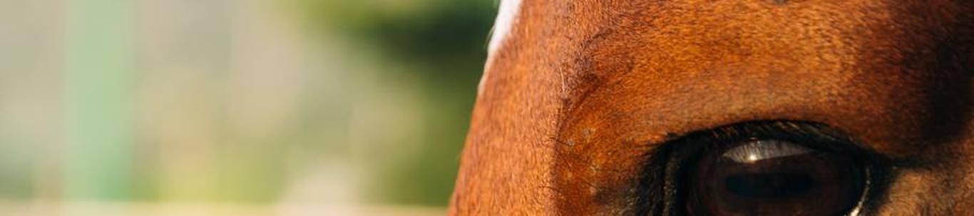 MTÜ Uniküla Tall on asutatud 23.02.2015 aastal. Uniküla tall tegeleb hobuste kasvatamise ja koolitamisega. Pakume lastele ratsutamisteenust. Võtame koolitusse noorhobuseid. Meie tall pakub ka hipoteraapiat ja seda