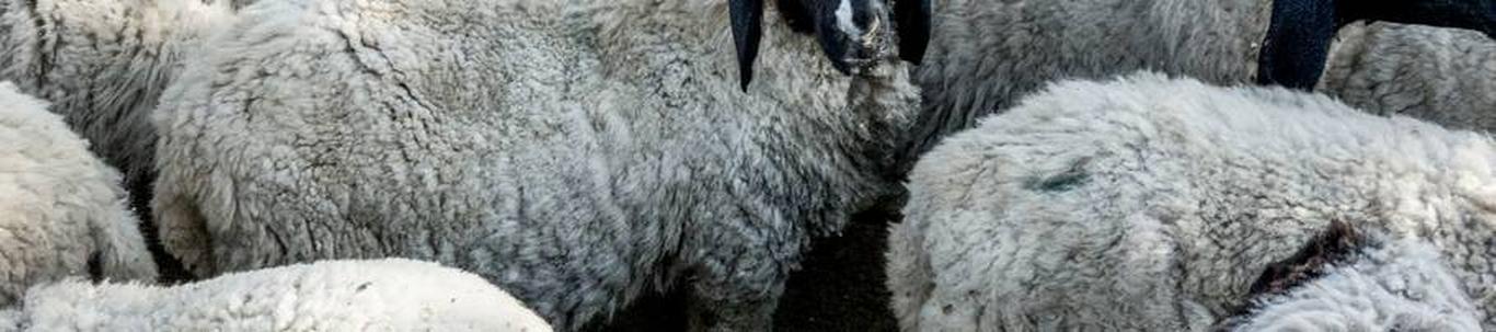 TEGEVUSARUANNE 2022 Eesti Lamba- ja Kitsekasvatajate Liit (ELKL) on vabatahtlik mittetulundusühing, mis ühendab Eesti Vabariigi lamba- ja kitsekasvatuse arenda