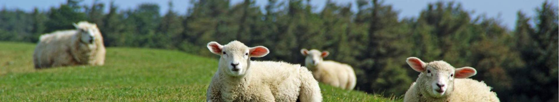 OÜ Niinepuu põhitegevusalaks on lambakasvatus, vähesel määral tegeletakse ka küülikukasvatusega (angooora küülikud) ning kasvatatakse maastikuhoolduse ...