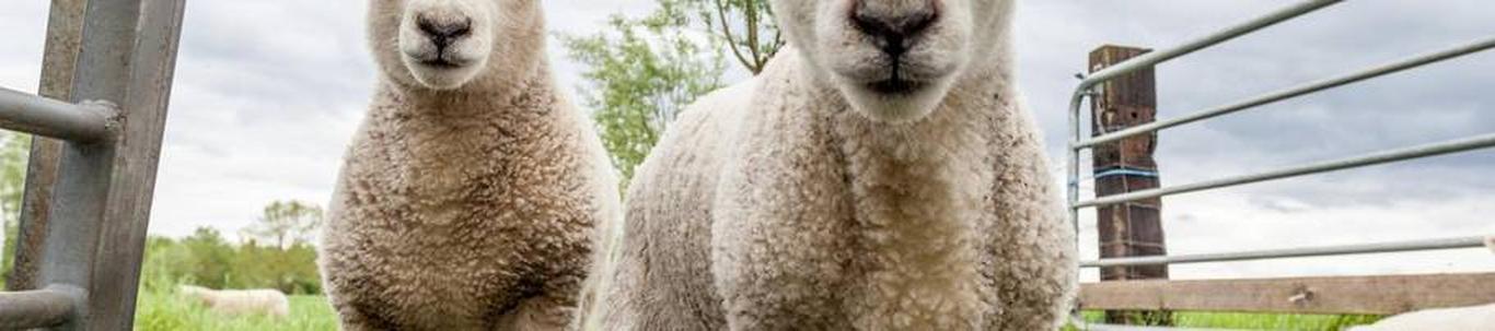 Põhjala Talu OÜ MISSIOON: omatoodetud kitsepiima ja lambavilla väärindamine naturaalsete ja looduslähedaste käsitöötoodete valmistamise näol. SLOGANID: Ihule j