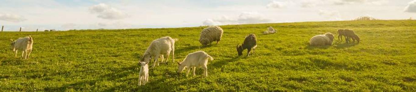 OLEMARI TALU OÜ valdkond on lamba- ja kitsekasvatus. Samas valdkonnas (EMTAK 01451) on tegutsevaid ettevõtteid 2023 aasta seisuga kokku 200 tükki, kes annavad t