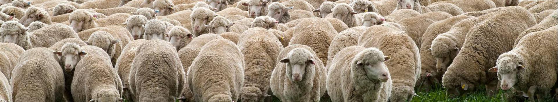 Hallimäe farm OÜ jätkas endiselt lambakasvatuse ja -aretusega. Kasvatatakse ja müüakse lleyni tõuloomi ja puhtaverelisi meriino peenvilla loomi. Lihalooma...