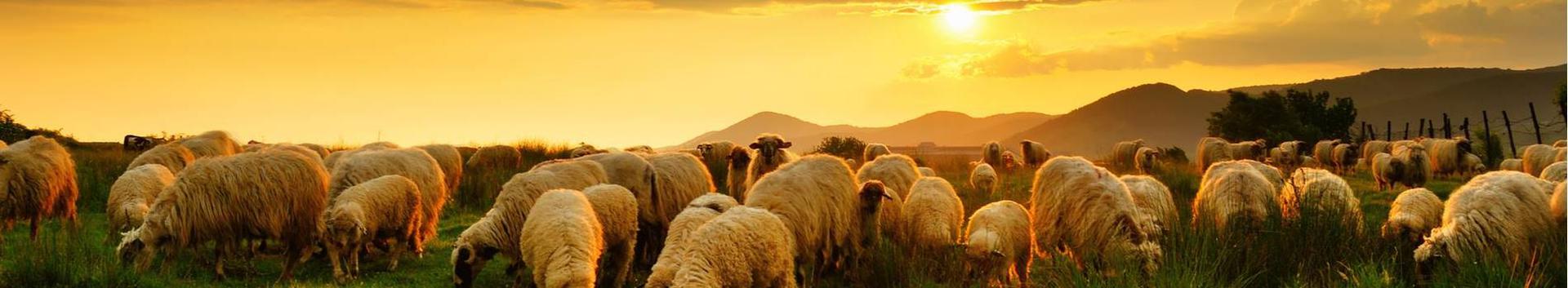 study programmes with animals, feeding animals, hobby farm, milking, birthdays on the farm, planting rooms, Picnics, goats, Sheep, Horses