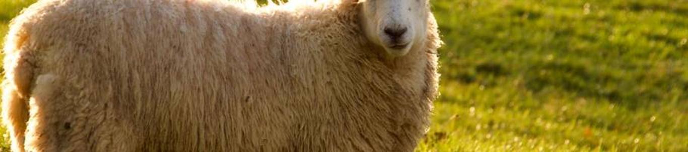 OÜ Mäe Maatalu põhitegevusalaks on lamba- ja kitsekasvatus (01451). 2022.a. moodustas OÜ Mäe Maatalu müügitulu 32 360 eurot. Aruandeaastal saadi või kanti tuludesse põllumajandustoetusi 73 696 eurot. Aruandeaasta ...