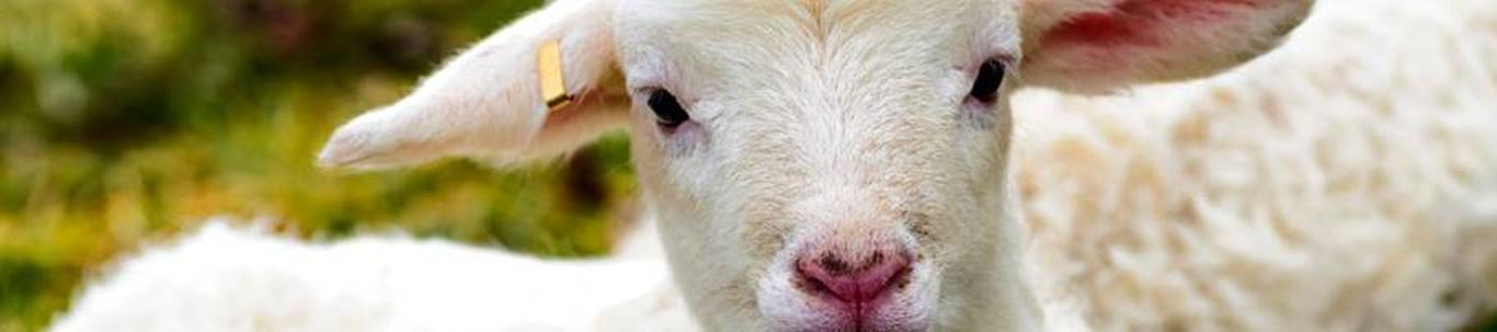 OÜ Mäeotsa Farm asutati 2009.a. Ettevõtte põhitegevusalaks on kavandatud lambakasvatus. Aruandeaastal oli meie põhitegevuseks lambakasvatus. Toodangut turustas