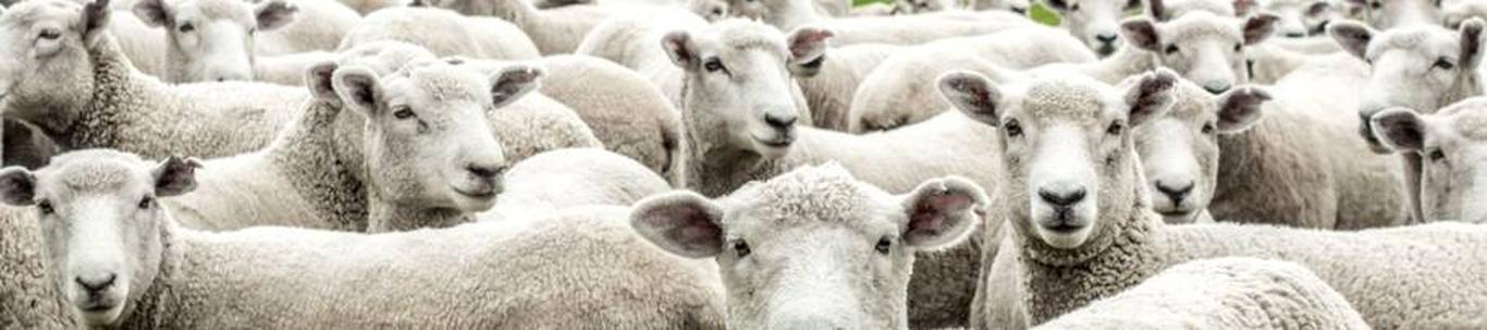 Sissejuhatus OÜ Kajar on tegutsenud alates 2006.aastast. Põhitegevuseks on viimastel aastatel lambapidamine. Peamised tegevusvaldkonnad, toote- ja teenusegrup