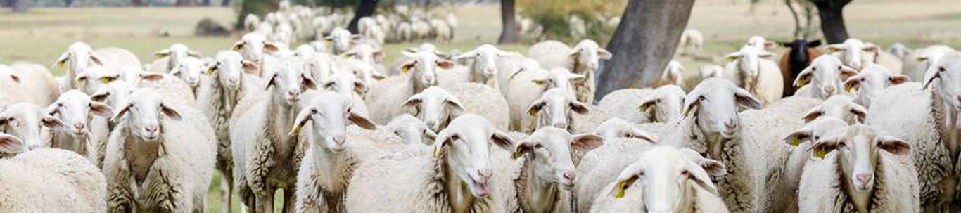 Sossemetsa Talu OÜ registreeriti Äriregistris 15.aprillil 2015.a. Ettevõtte põhitegevuseks on lambakasvatus 2022.a majandusnäitajad *Ettevõtte müügitulu oli 3980 eurot, mis saadi 94 % ulatuses põllumajandusest. *Ettevõte ...