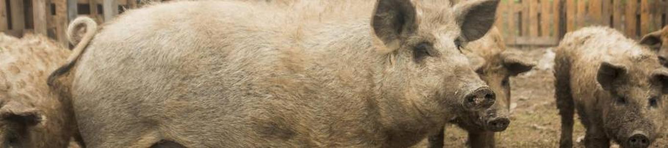 Viru Peekon OÜ tegeleb seakasvatusega Kadrina vallas Lääne Virumaal Kallukse farmis. Aastal 2022 oli farmi keskmiselt 620 emist, kogutoodanguga üle 19 133 võõrdepõrsast aastas. Kallukse farmis on võõrdepõrsaste- ...