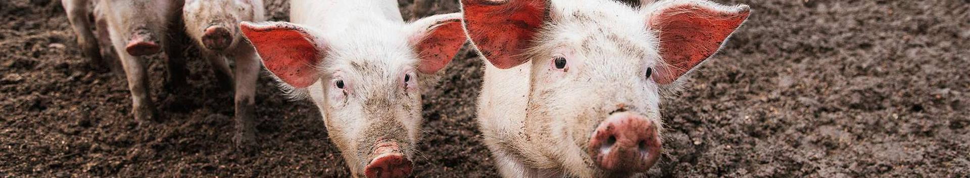 agriculture farmers, the Food Industry, trade and services