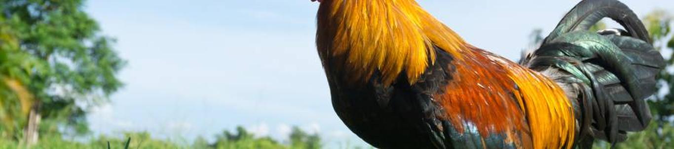 Sissejuhatus OÜ Karjamõisa talufarm 2013 aastal korraldas ümber oma tegevuse. Alustati kanade pidamisega ja munade tootmisega Häädemeeste vallas. 2014 aastal