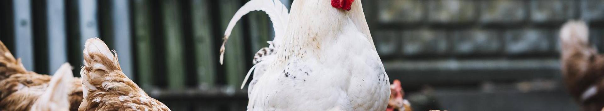 poultry production, farm animals