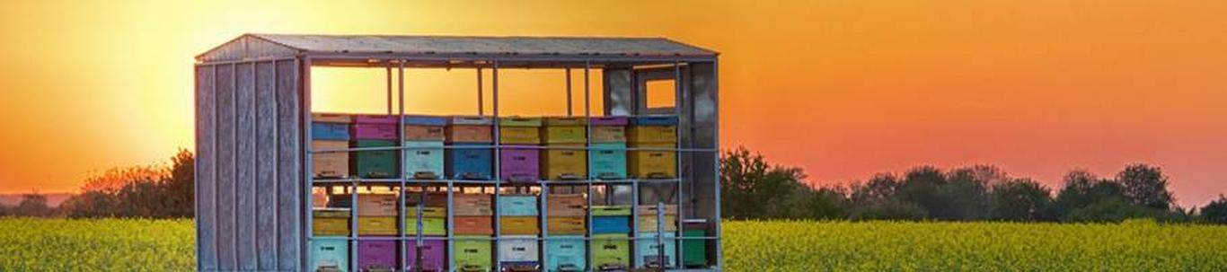 Vaiksevälja OÜ alustas tegevusega 04.10.2016. Ettevõtte peamiseks tegevusvaldkonnaks sai mesindus (EMTAK 01491). Aastal 2019. lisandus veel üks tegevusvaldkond