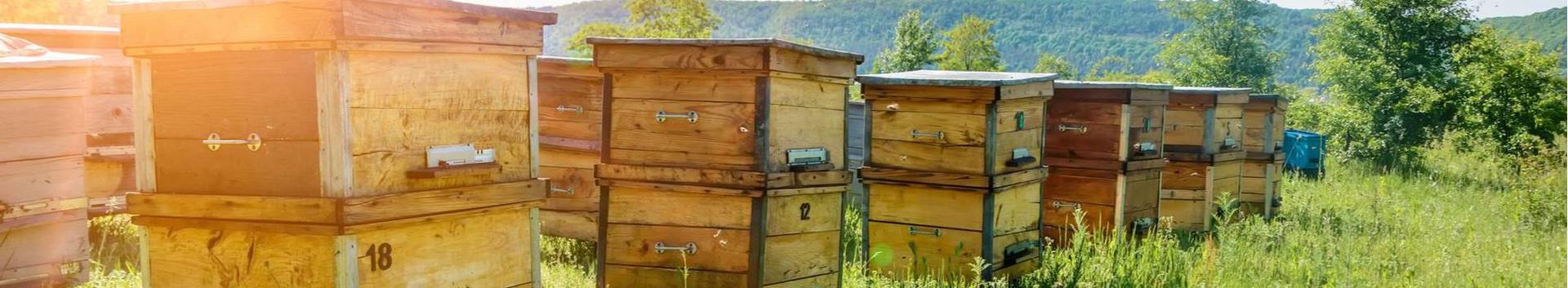 Mesindusinvetar, mesilasemad ja -pered
