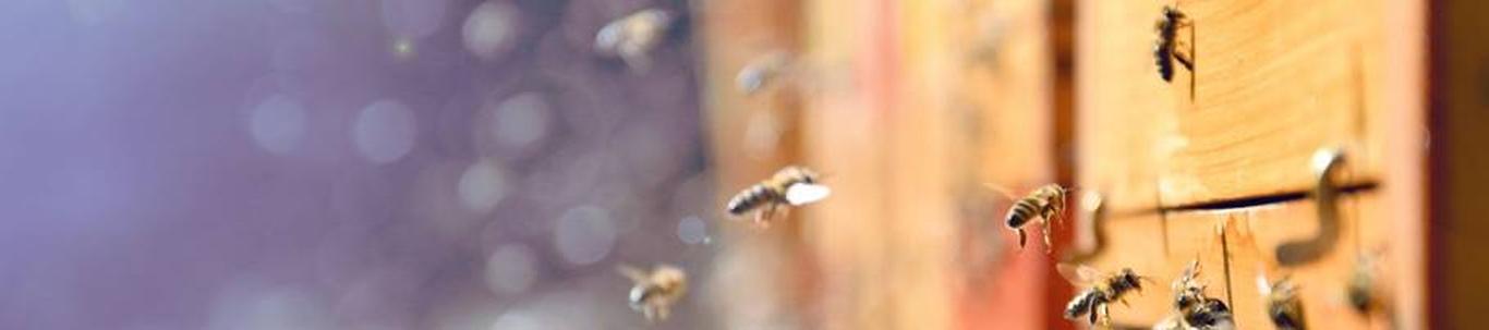  QMESI OÜ alustas peaaegu 12 aastat tagasi, mil juhatuse liige  Ragnar S.  selle asutas, kes alles alustas ettevõtlusega.  QMESI OÜ valdkond on mesindus. Samas 