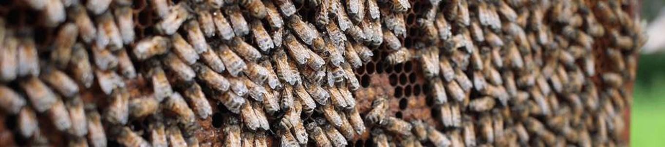 OÜ Muhu Mesi asutati 05.01.2021 aastal, põhitegevuseks on mesindus. Ettevõtte käive 2022. aastal oli 25 011 EUR Põhivaradesse investeeriti 3 264 EUR ja bioloo