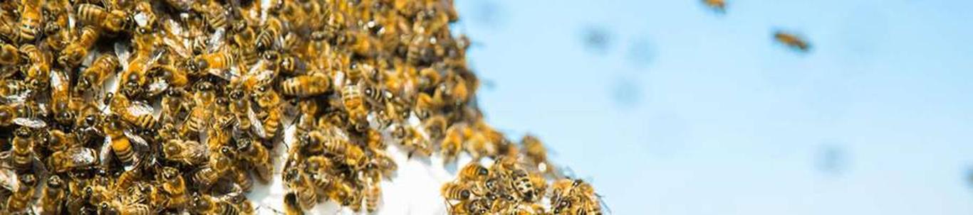 SWEEP.AGENCY. OÜ valdkond on mesindus. Samas valdkonnas (EMTAK 01491) on tegutsevaid ettevõtteid 2022 aasta seisuga kokku 299 tükki, kes annavad tööd kokku 397-
