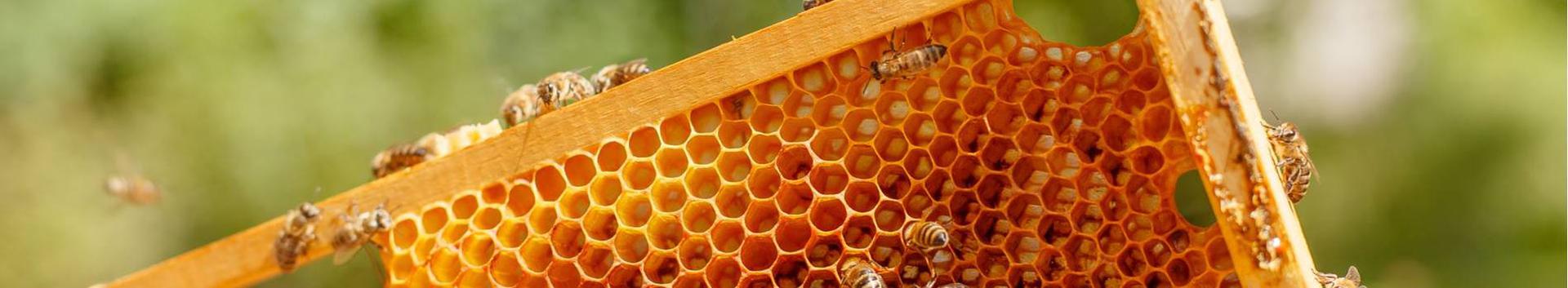 beekeeping, Beekeeping products
