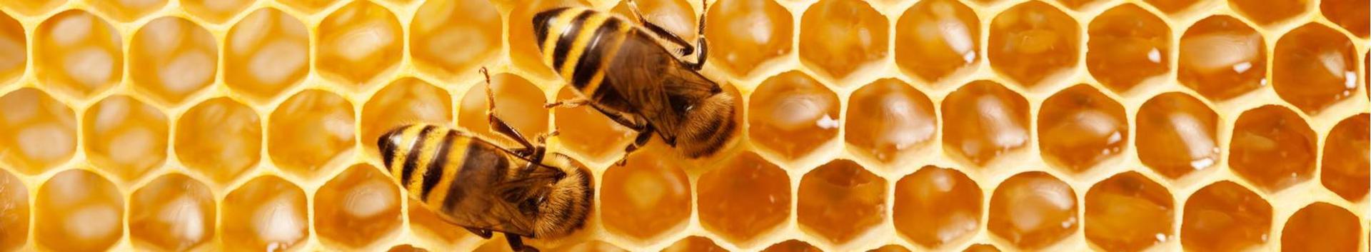 Meie põhitoodang on mesi ja mesindussaadused. Teiste mesindushuviliste jaoks kasvatame ka mesilasperesid ja mesilasemasid.