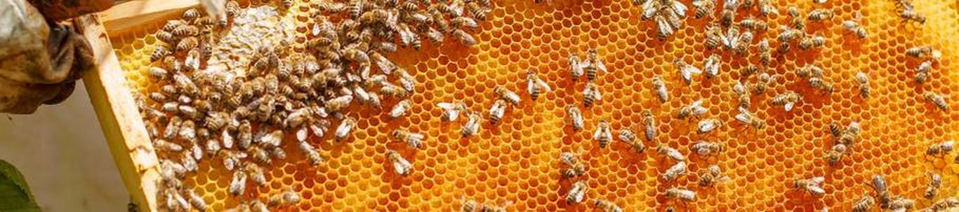Apiarist OÜ müügitulu omatoodetud põllumajandussaaduste müügist oli 2022. aastal 4 919 eurot. 2022. aastal saadi mesilasperede toetust PRIAlt summas 675,31 eur