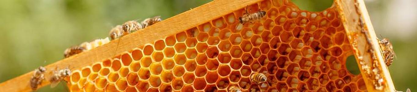 Kaunissaare mesi OÜ tegevusala on mesindus. Aruandeaastal tegutseti põhitegevusalal. Ettevõtte juhatus koosneb ühest liikmest ja ei ole tegev- ja kõrgemale juhtkonnale arvestanud tasusid ja muid olulisi soodustusi.