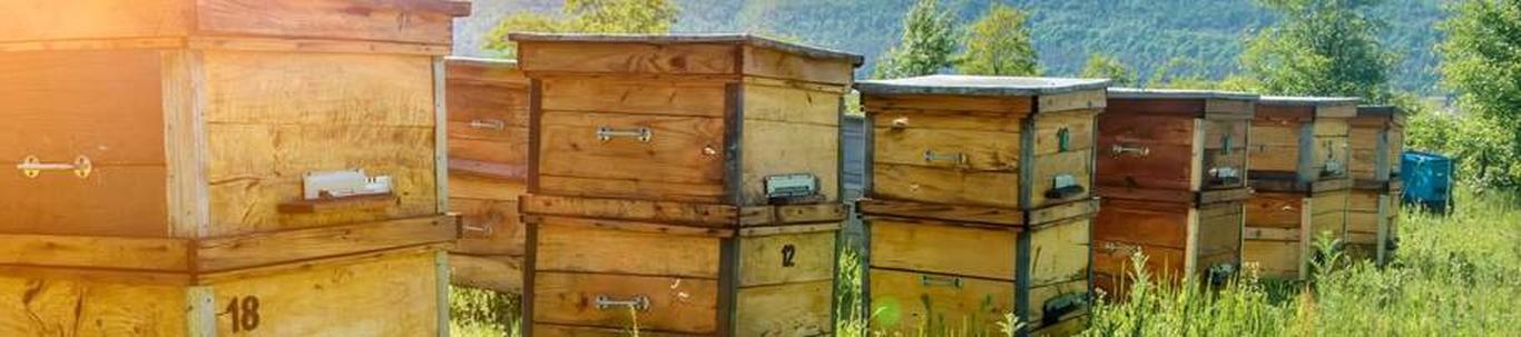 ENNO PILDRE FIE alustas peaaegu 8 aastat tagasi, mil juhatuse liige Enno P. selle asutas, omades selleks ajaks ettevõtluskogemust ligikaudu 7 aastat. ENNO PILDRE FIE valdkond on mesindus. Samas valdkonnas (EMTAK