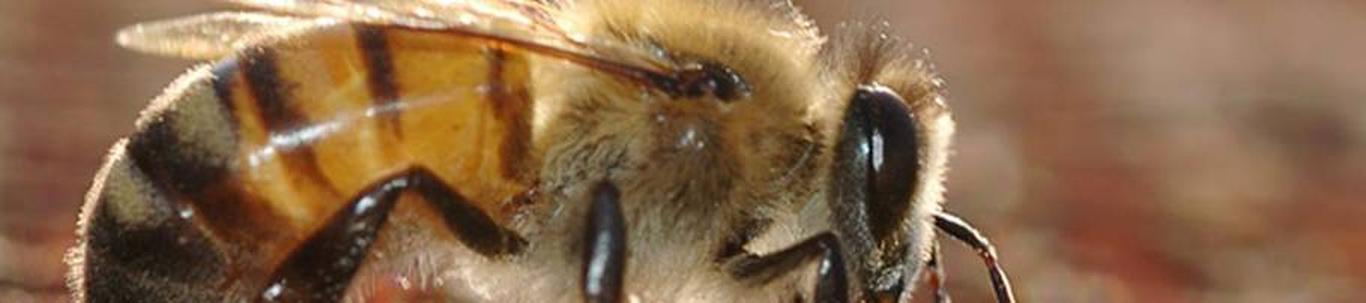 Flavo Apes OÜ on pereettevõte ja on tegelenud mesindusega 4 aastat. Mesindamist alustati kolme taruga, milleks olid eesti traditsioonilised lamavtarud. Täna on